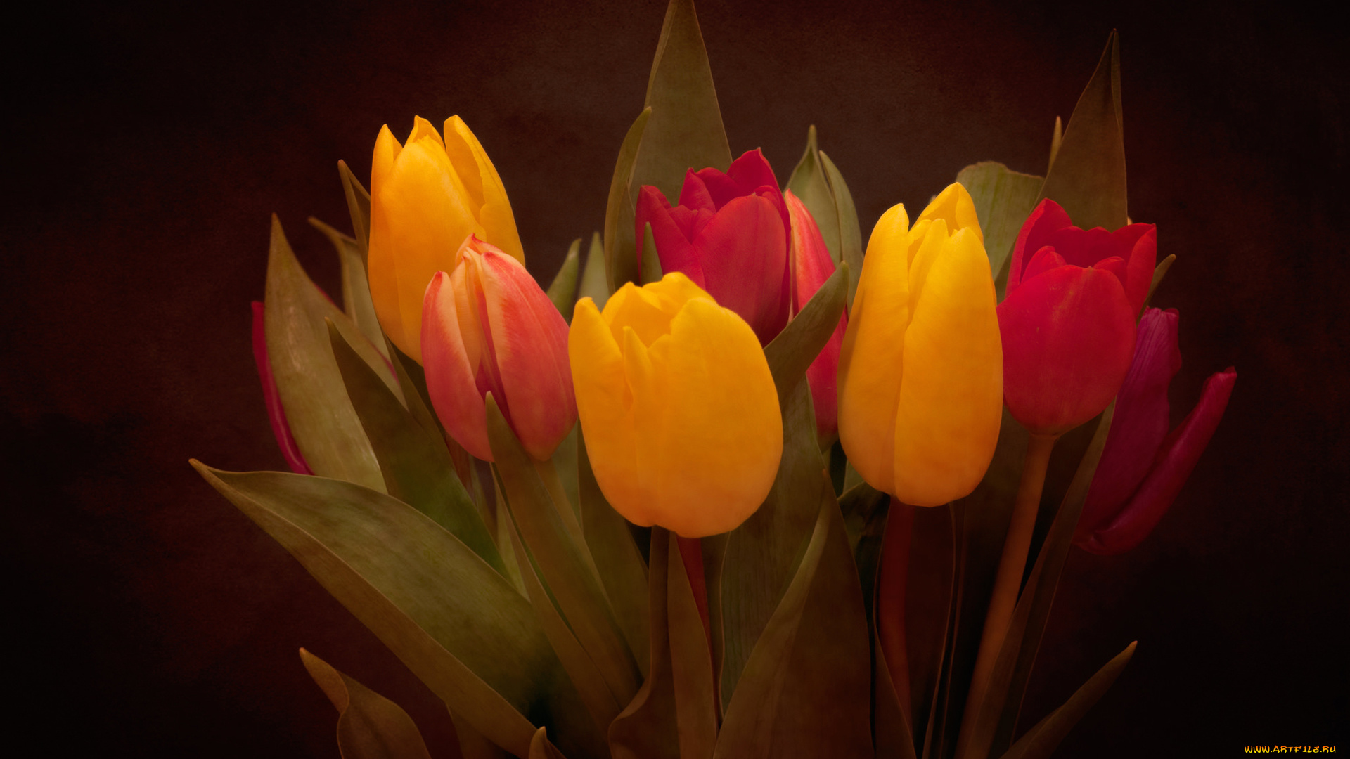 цветы, тюльпаны, листья, букет, лепестки