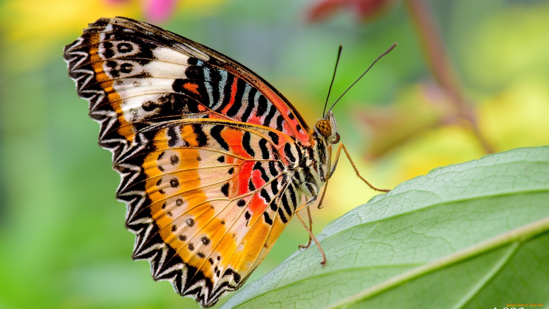 животные, бабочки, , мотыльки, , моли, цвета, макро, крылышки