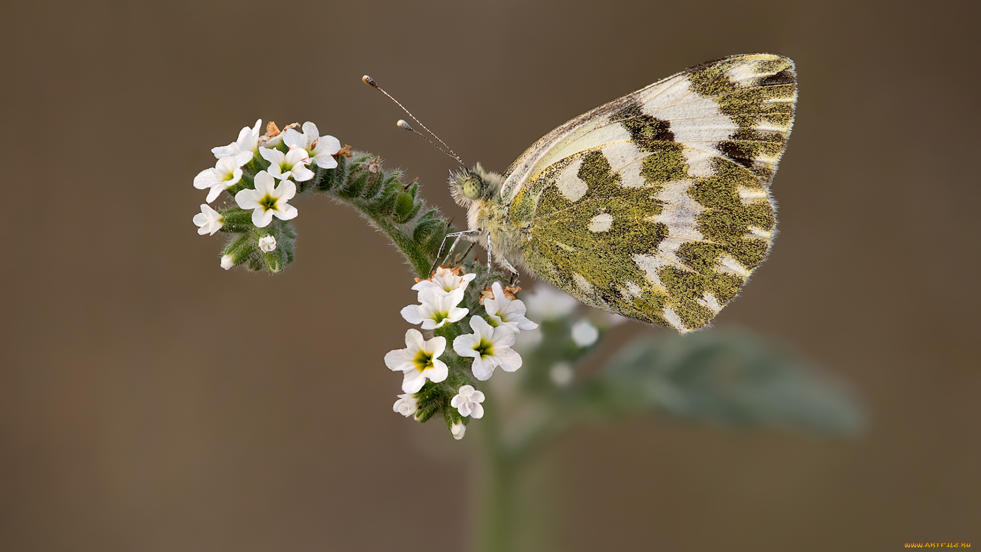 животные, бабочки, , мотыльки, , моли, макро, бабочка