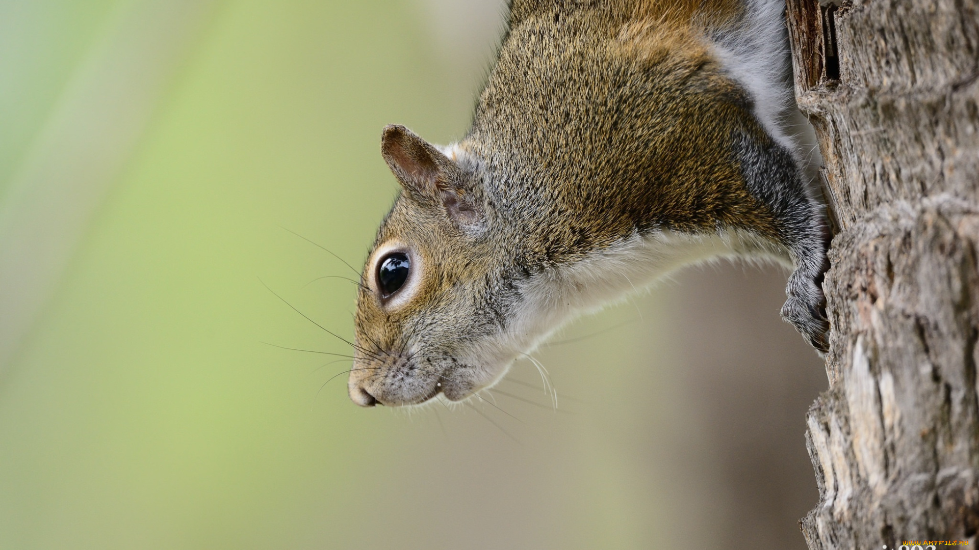 животные, белки, грызун, зверёк, дерево, мордочка