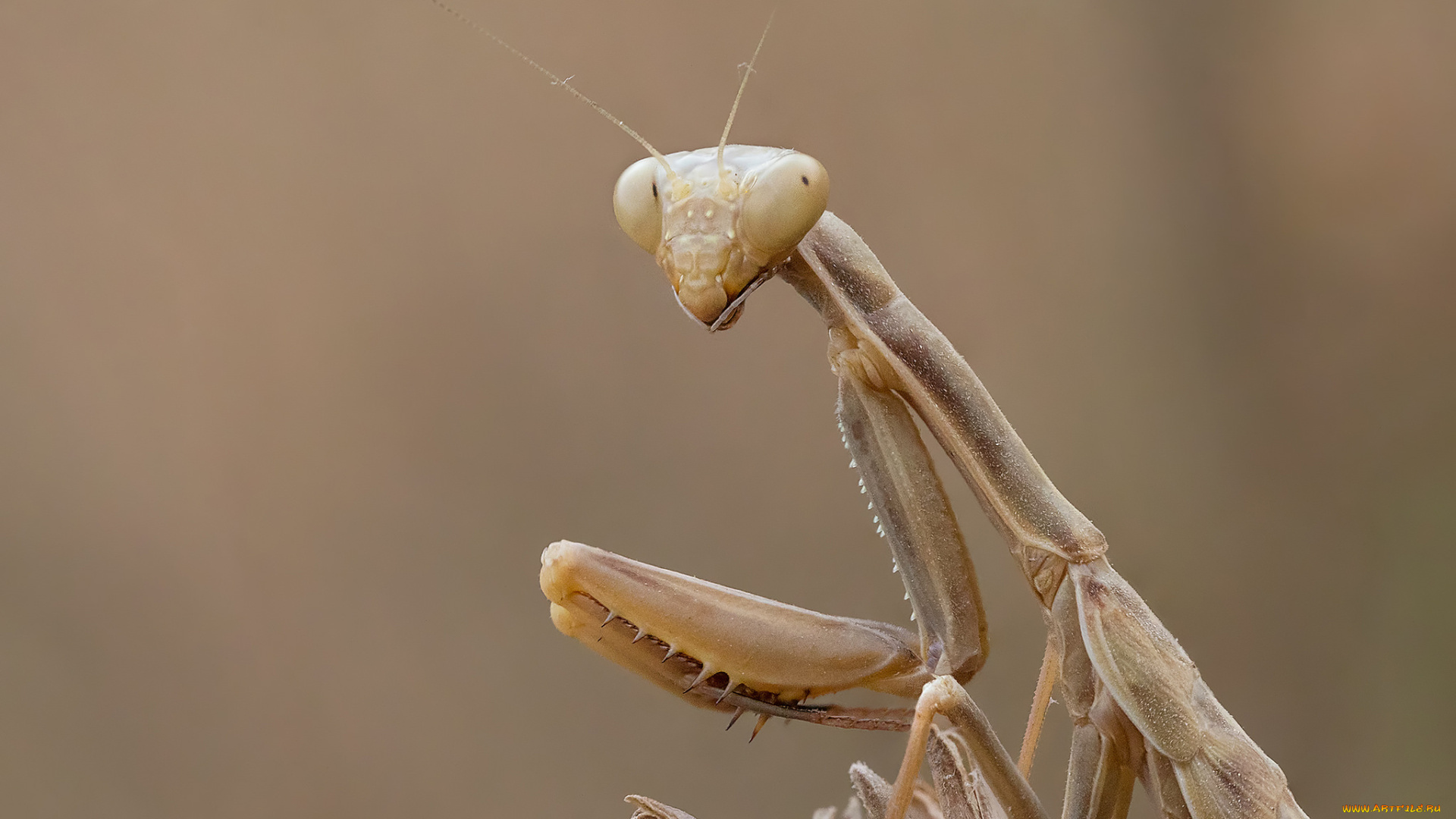 животные, богомолы, макро, богомол
