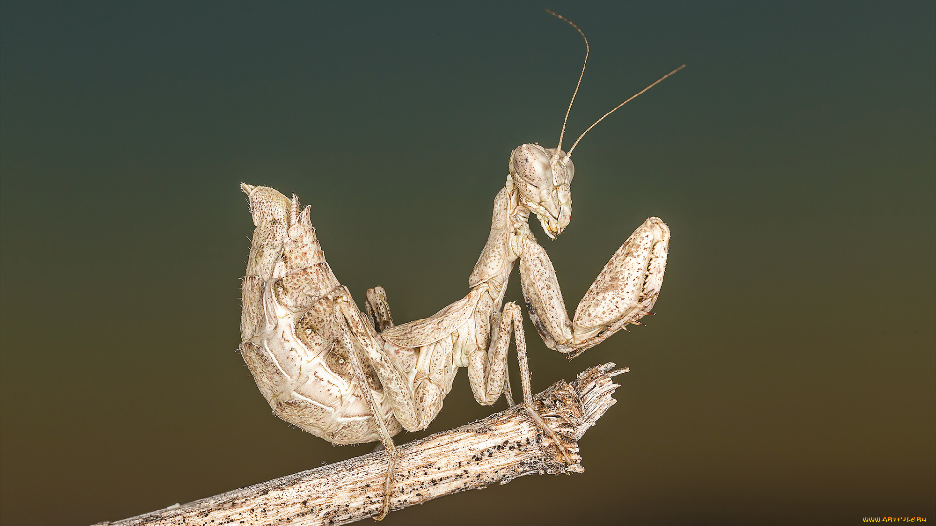 животные, богомолы, макро, богомол