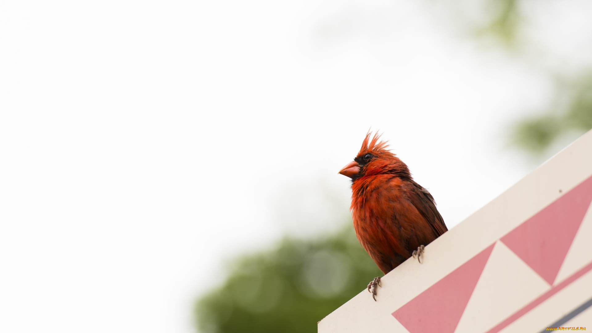 животные, кардиналы, красный, птичка