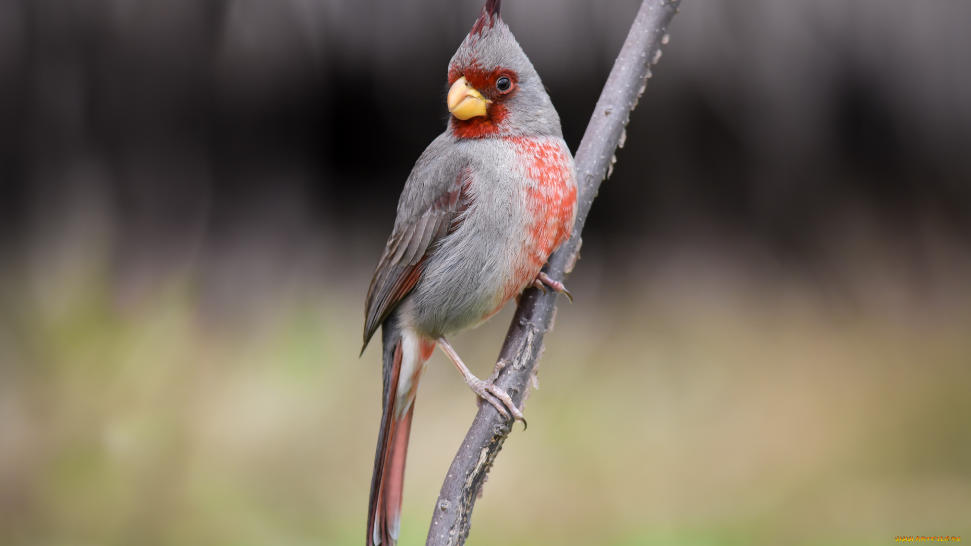 животные, кардиналы, птица, фон, ветка