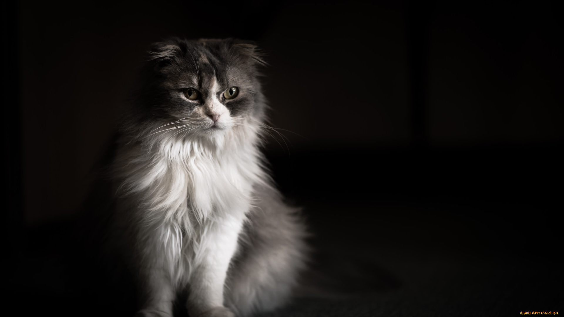 животные, коты, киса