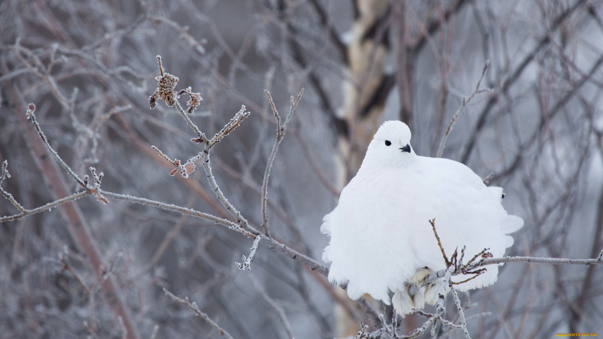 животные, куропатки, , рябчики, , перепела, белая, птица, белохвостая, куропатка, ветки, зима