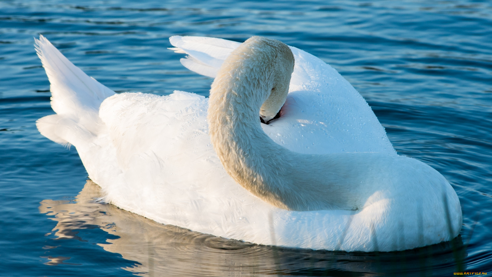животные, лебеди, водоём, белый, птица, грация