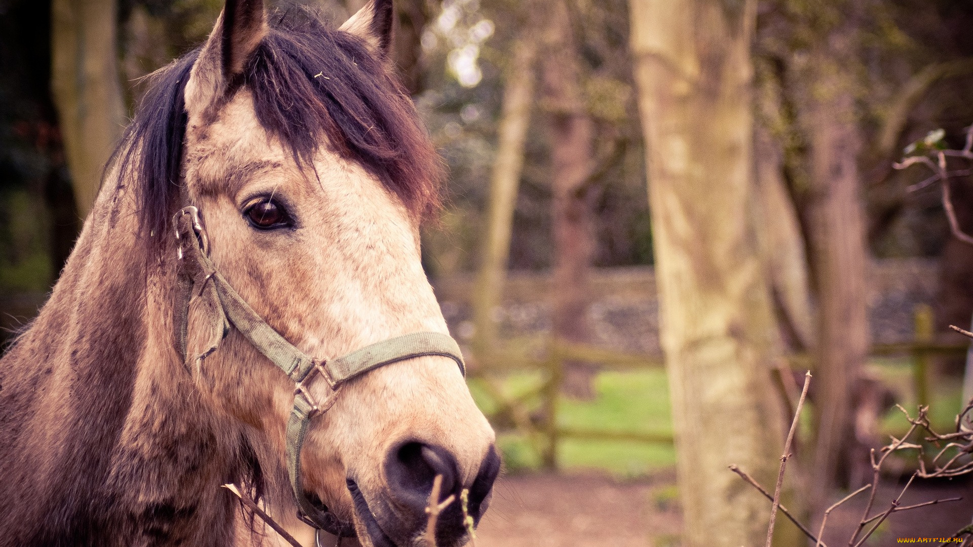 животные, лошади, лес, уздечка, голова, конь, лошадь
