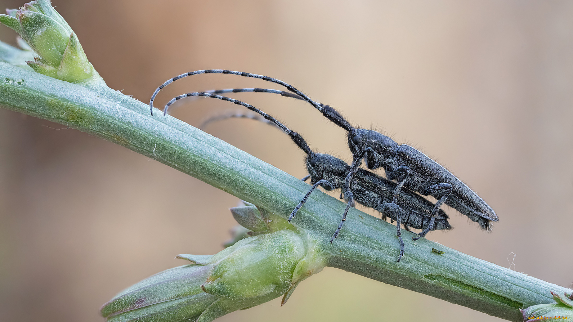 животные, насекомые, макро, жуки