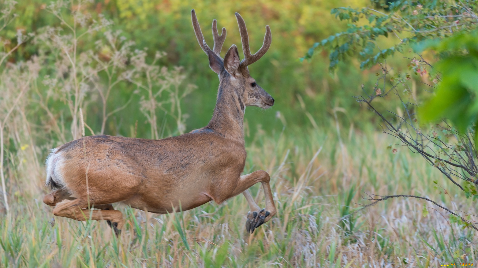 животные, олени, лес, бег, трава, грация, движение