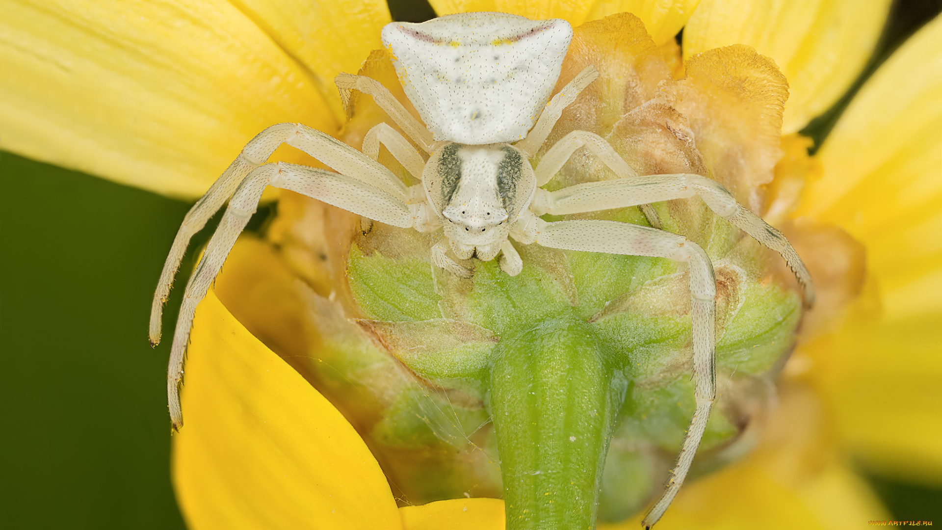 животные, пауки, макро, паук