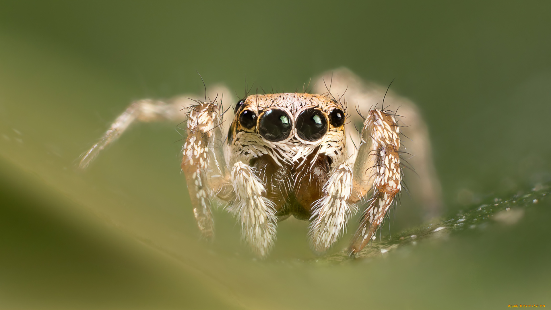 животные, пауки, макро, паук
