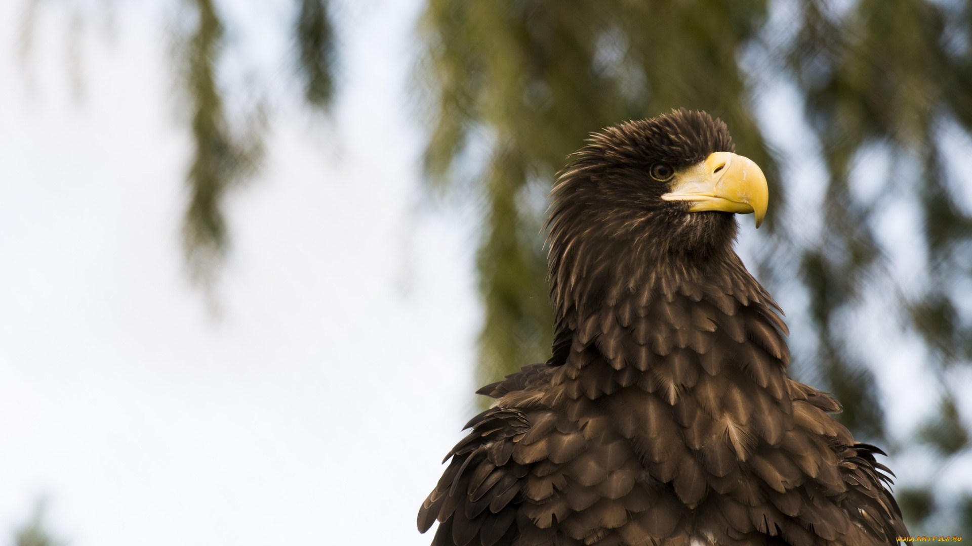 животные, птицы, -, хищники, красавец, гордый, оперение, клюв, орёл