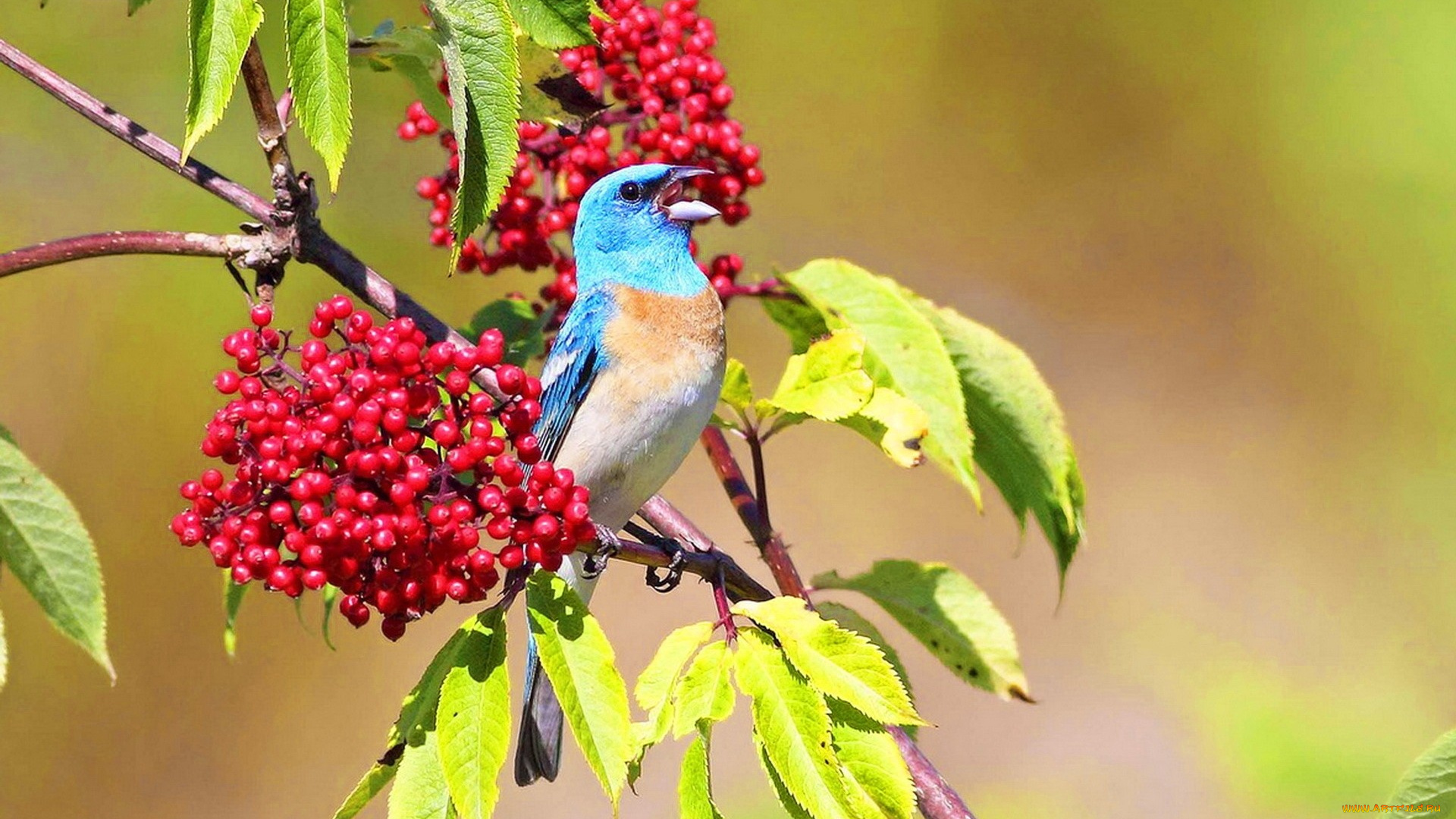 животные, птицы, птица, яркость, клюв, ветки, ягоды, гроздья, листья
