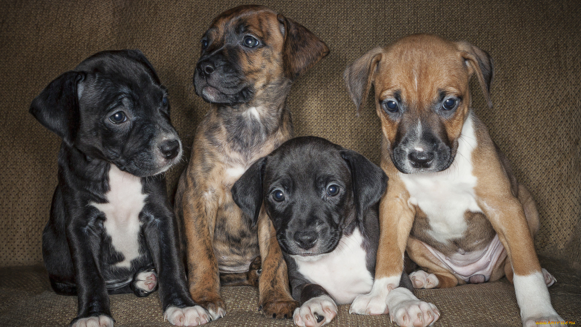 животные, собаки, щенята