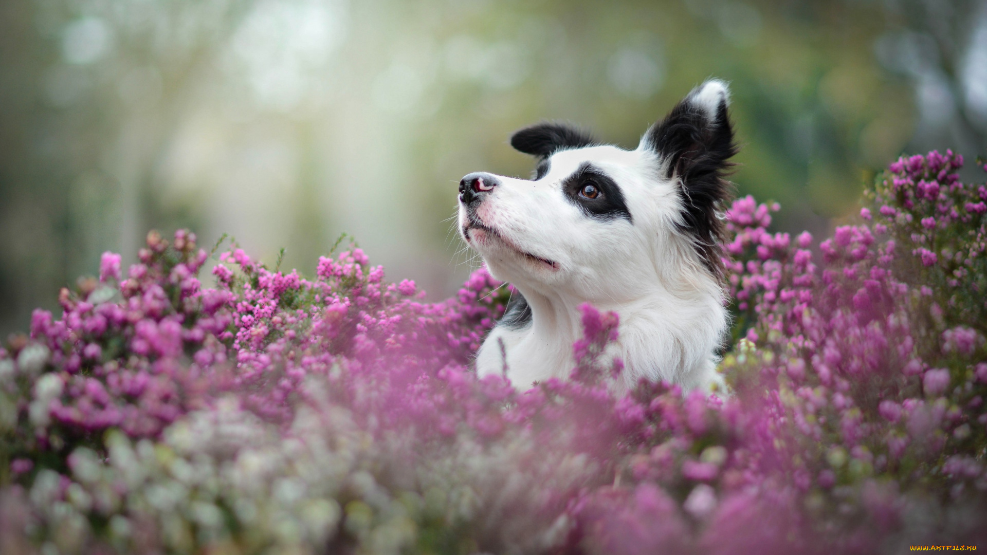 животные, собаки, вереск, морда, собака, бордер-колли