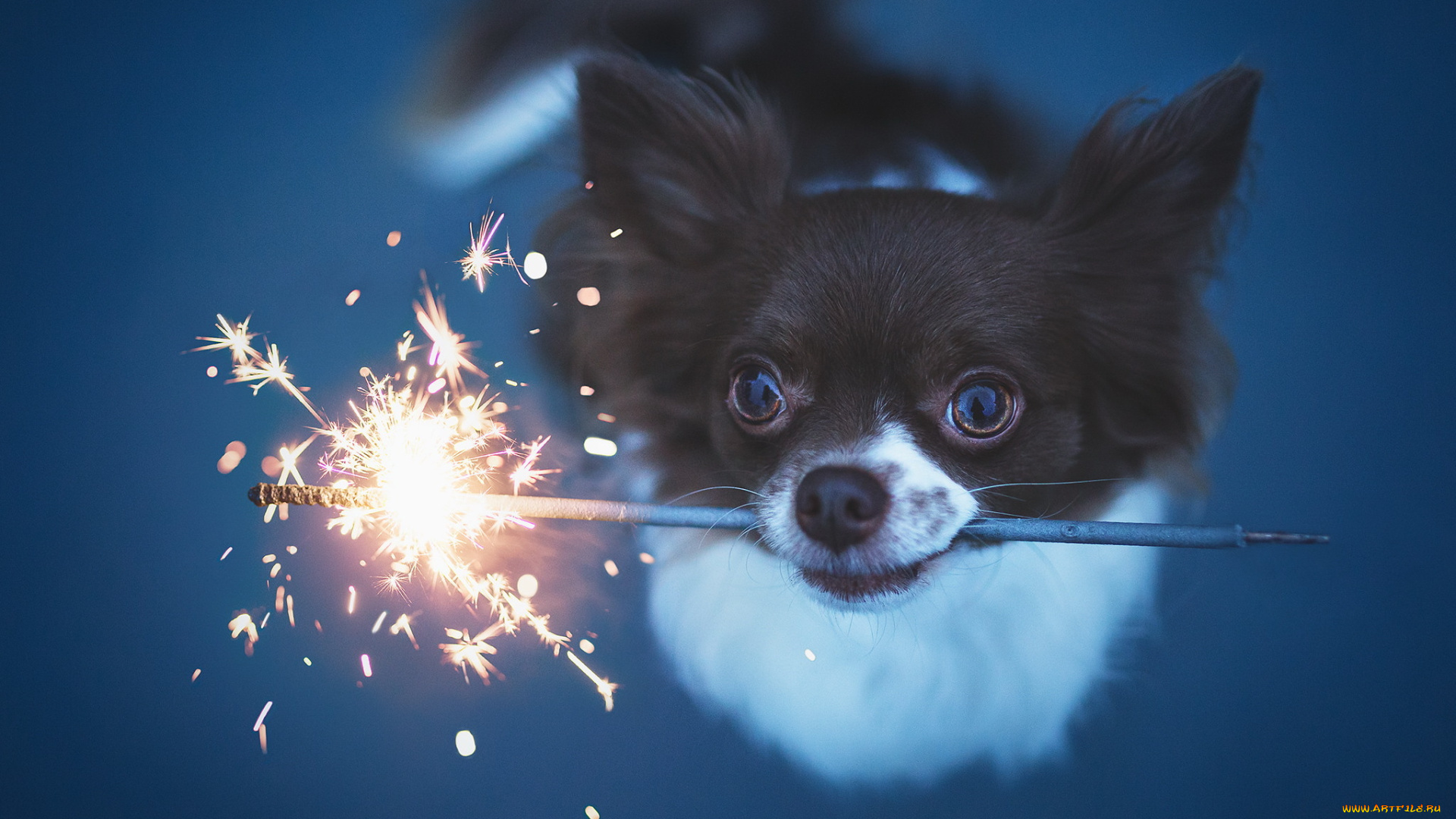 животные, собаки, взгляд, праздник, собака