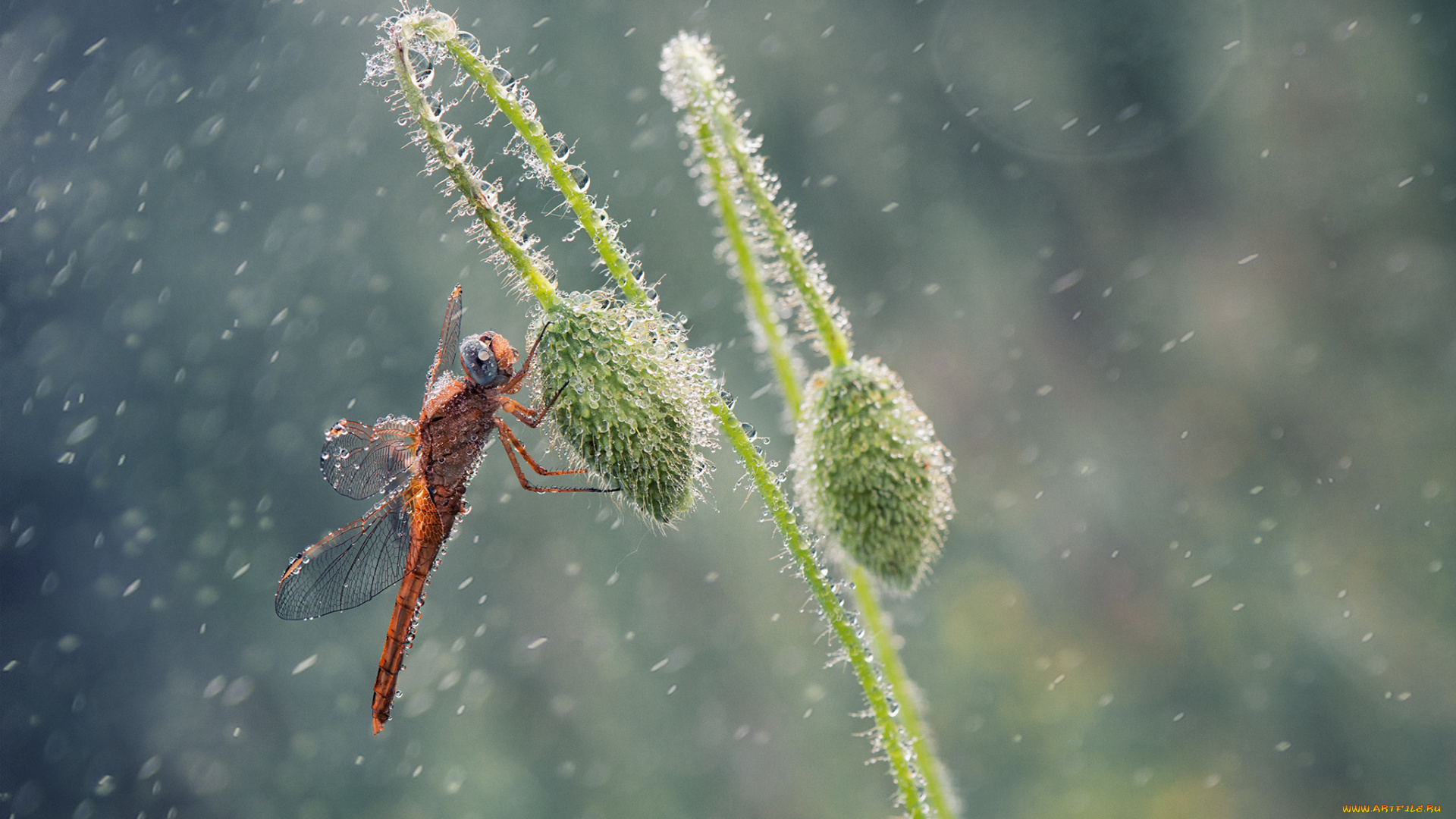 животные, стрекозы, мак, утро, макро, стрекоза, роса