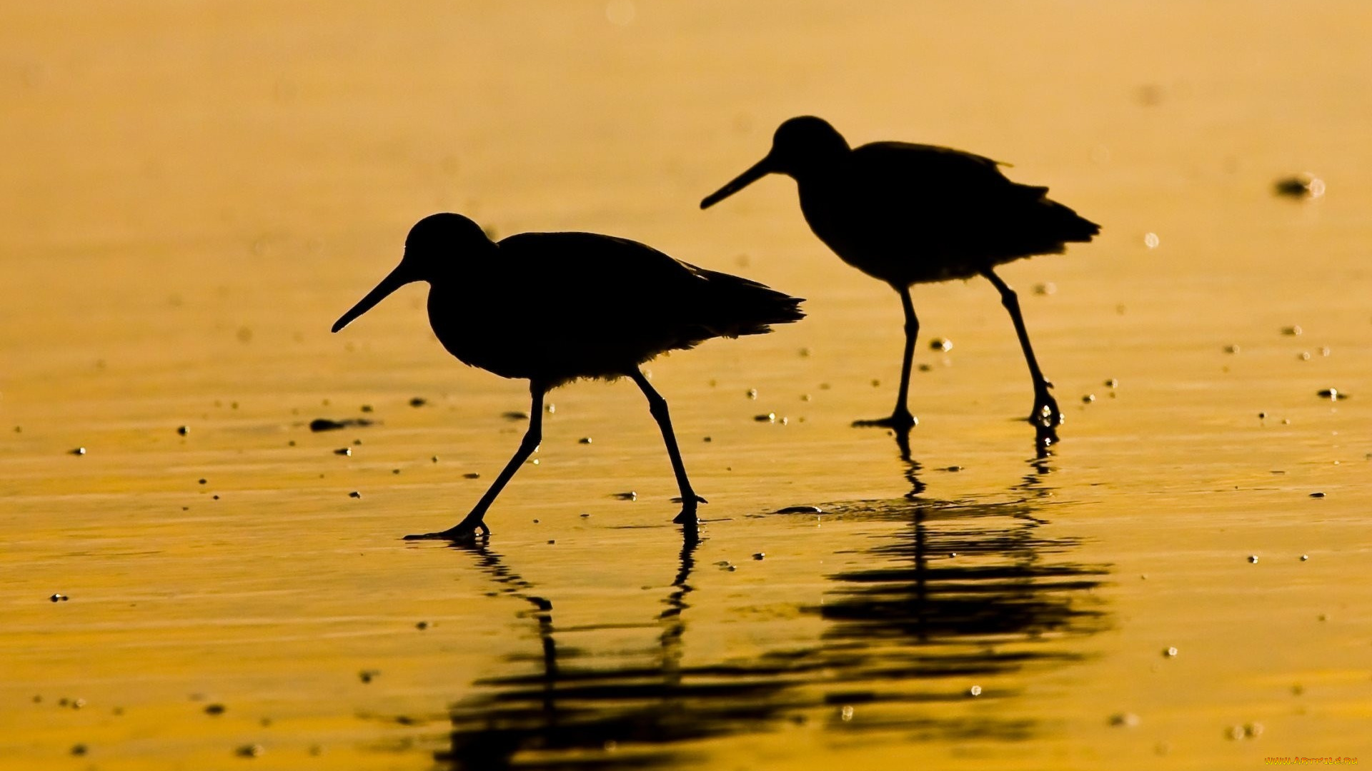 животные, вальдшнепы, , кроншнепы, , бекасы, кулики, пара, силуэты, берег, вода