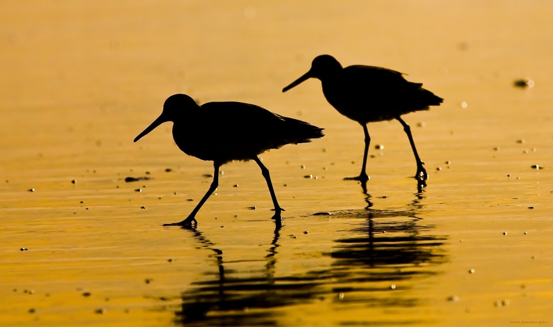 животные, вальдшнепы, , кроншнепы, , бекасы, кулики, пара, силуэты, берег, вода