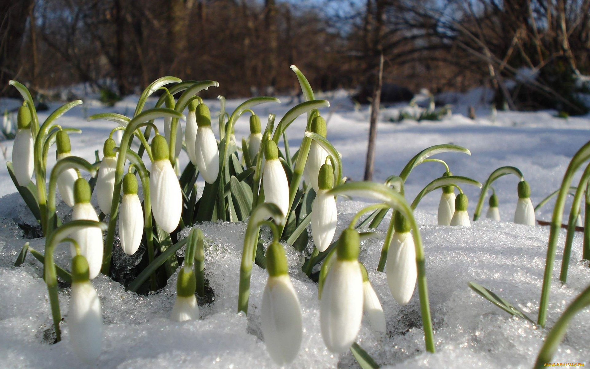 цветы, подснежники, , белоцветники, , пролески, снег