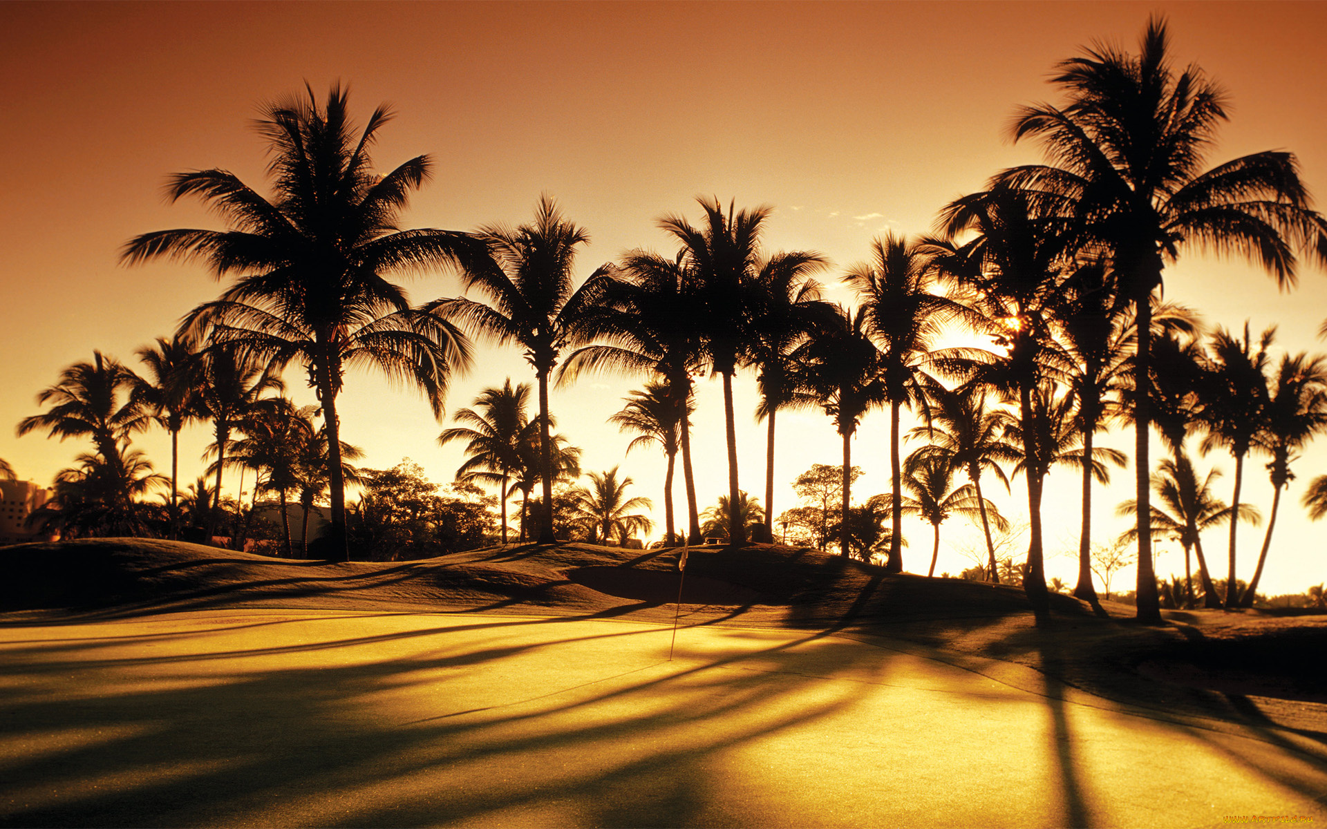природа, тропики, golf, palms, sunrise, club