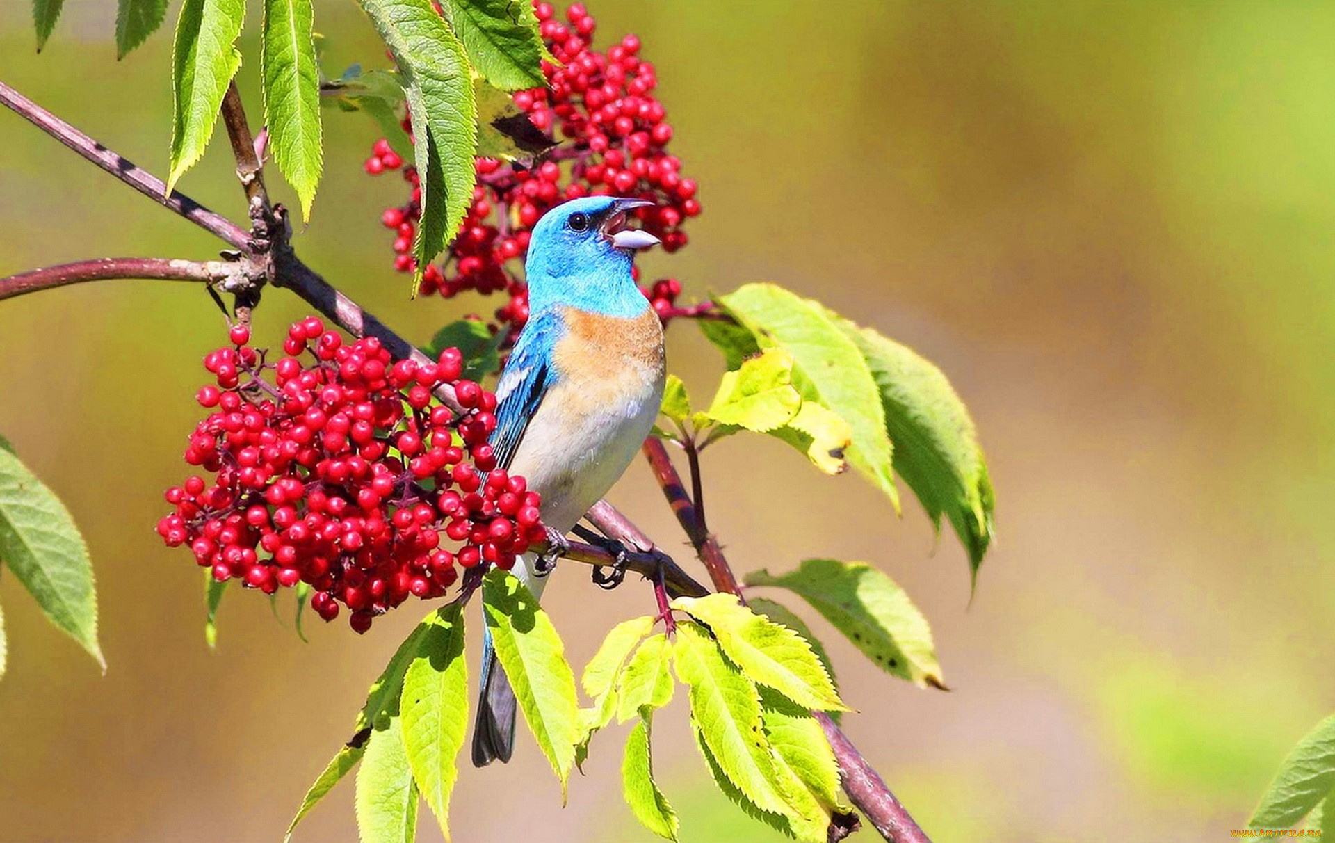 животные, птицы, птица, яркость, клюв, ветки, ягоды, гроздья, листья