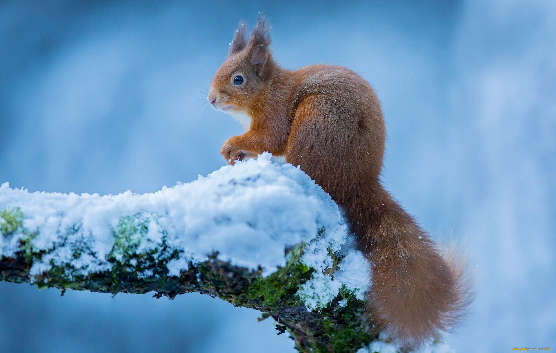 животные, белки, снег, красавица, рыжая, белка