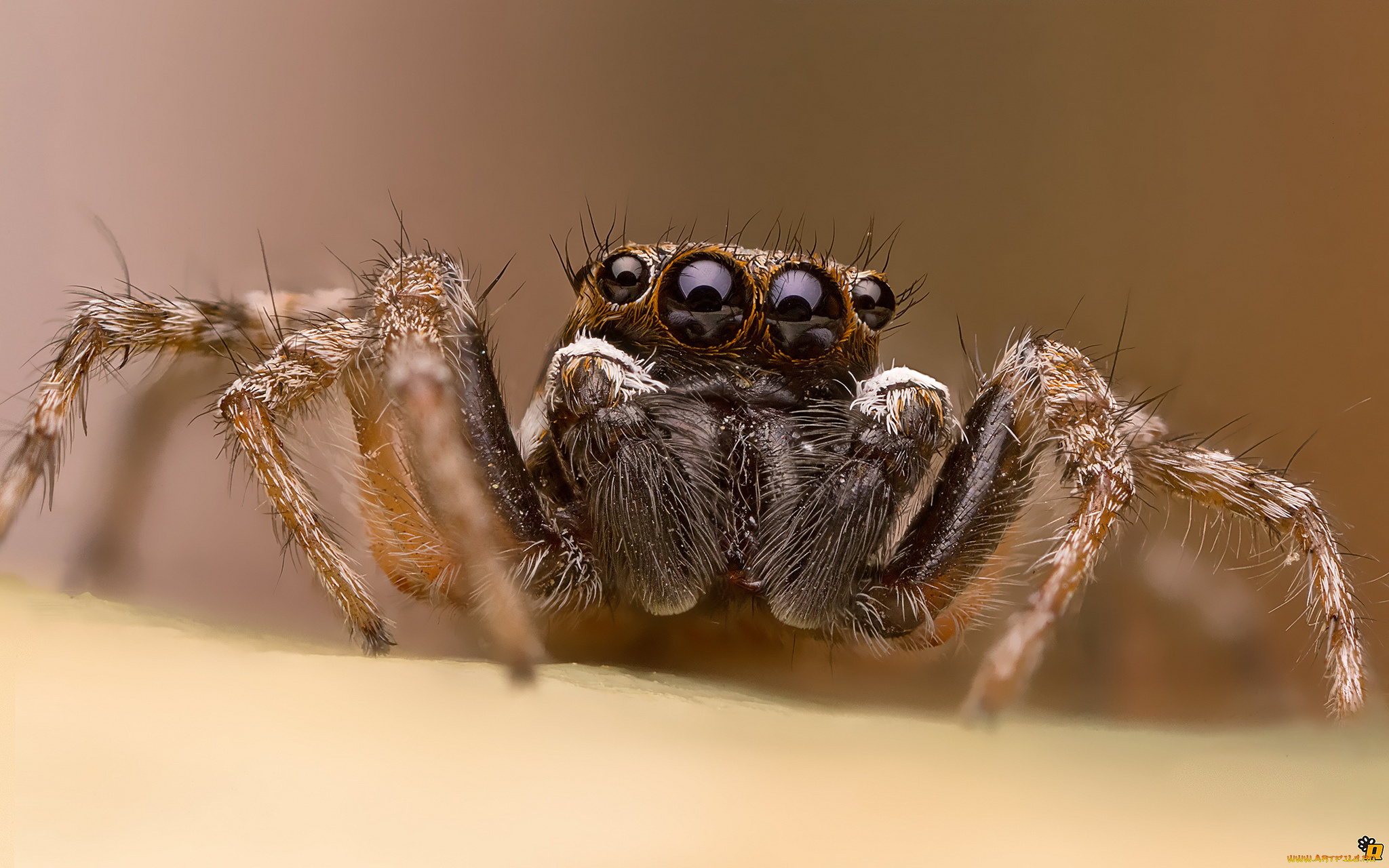 животные, пауки, паук, макро