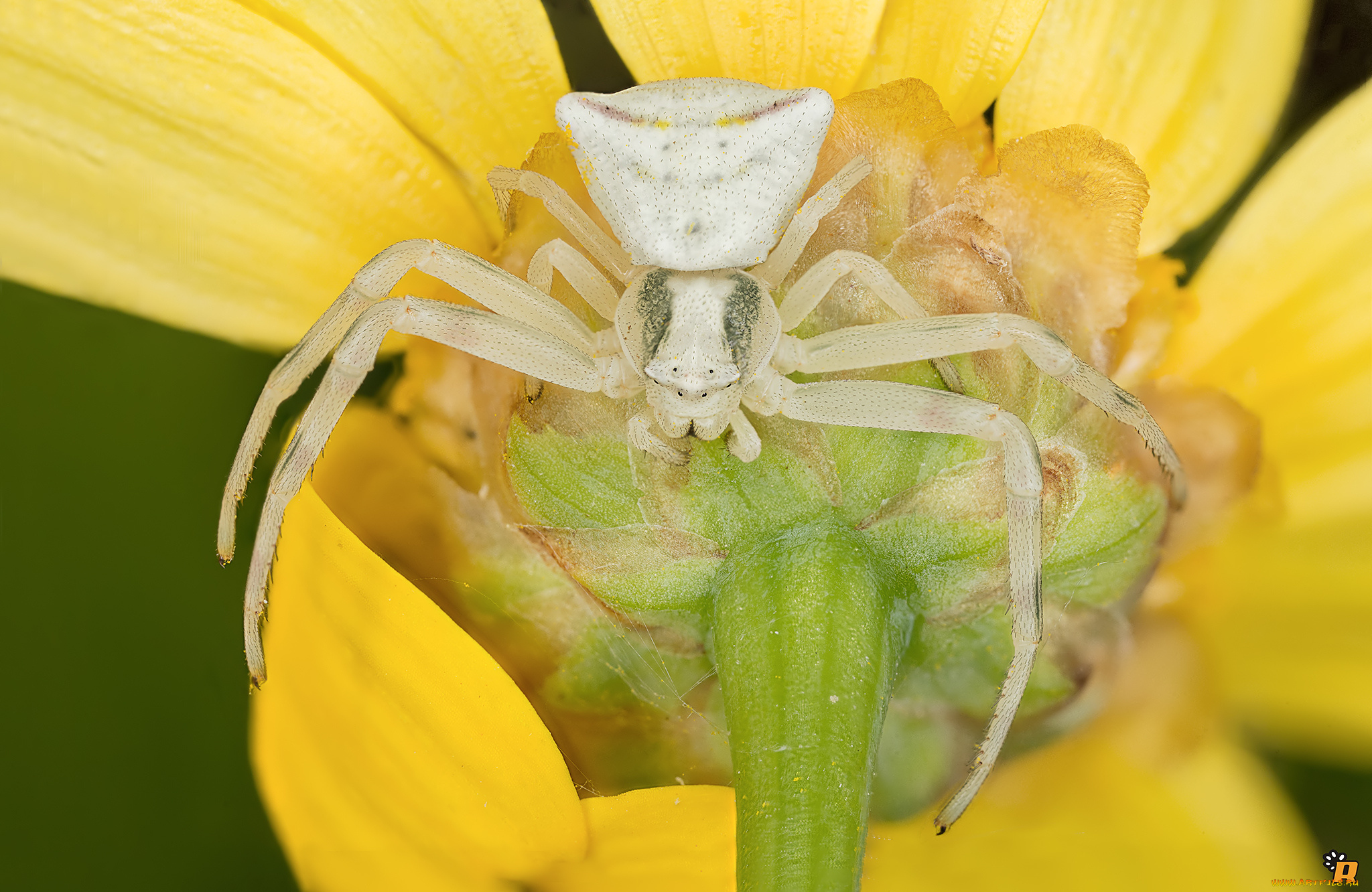 животные, пауки, макро, паук