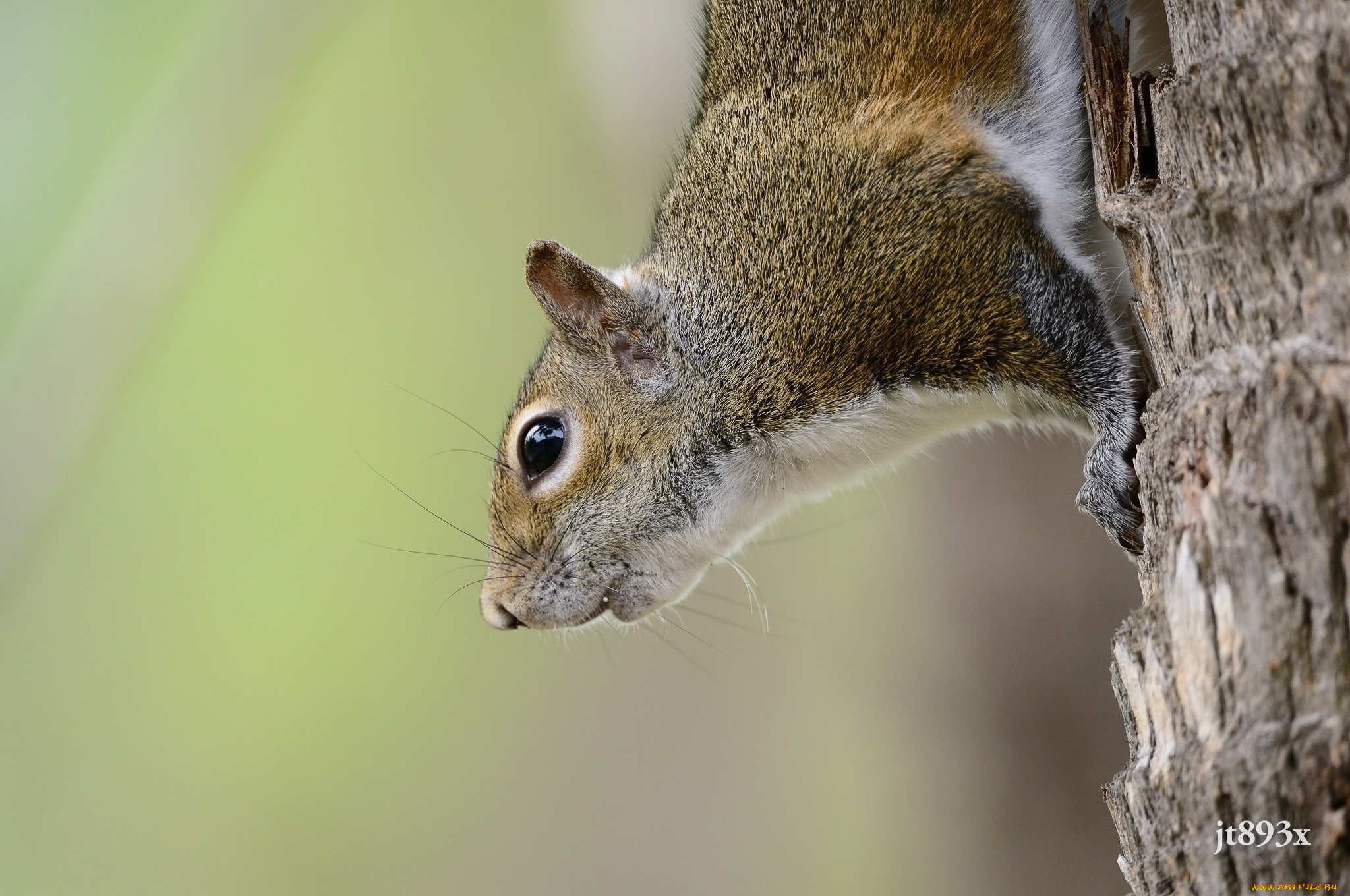 животные, белки, грызун, зверёк, дерево, мордочка