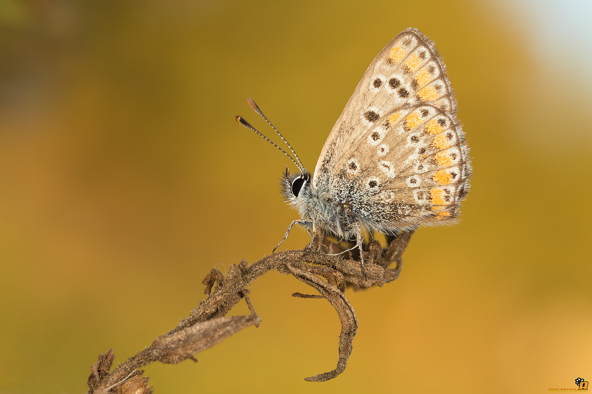животные, бабочки, , мотыльки, , моли, макро, бабочка