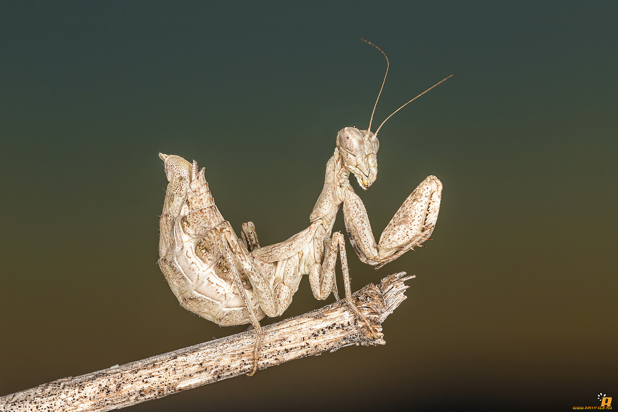 животные, богомолы, макро, богомол