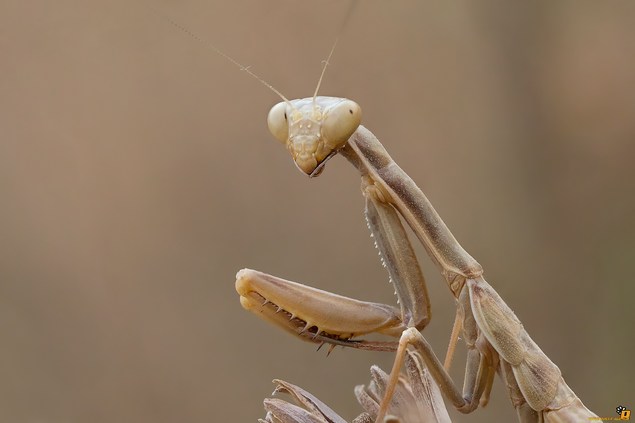 животные, богомолы, макро, богомол