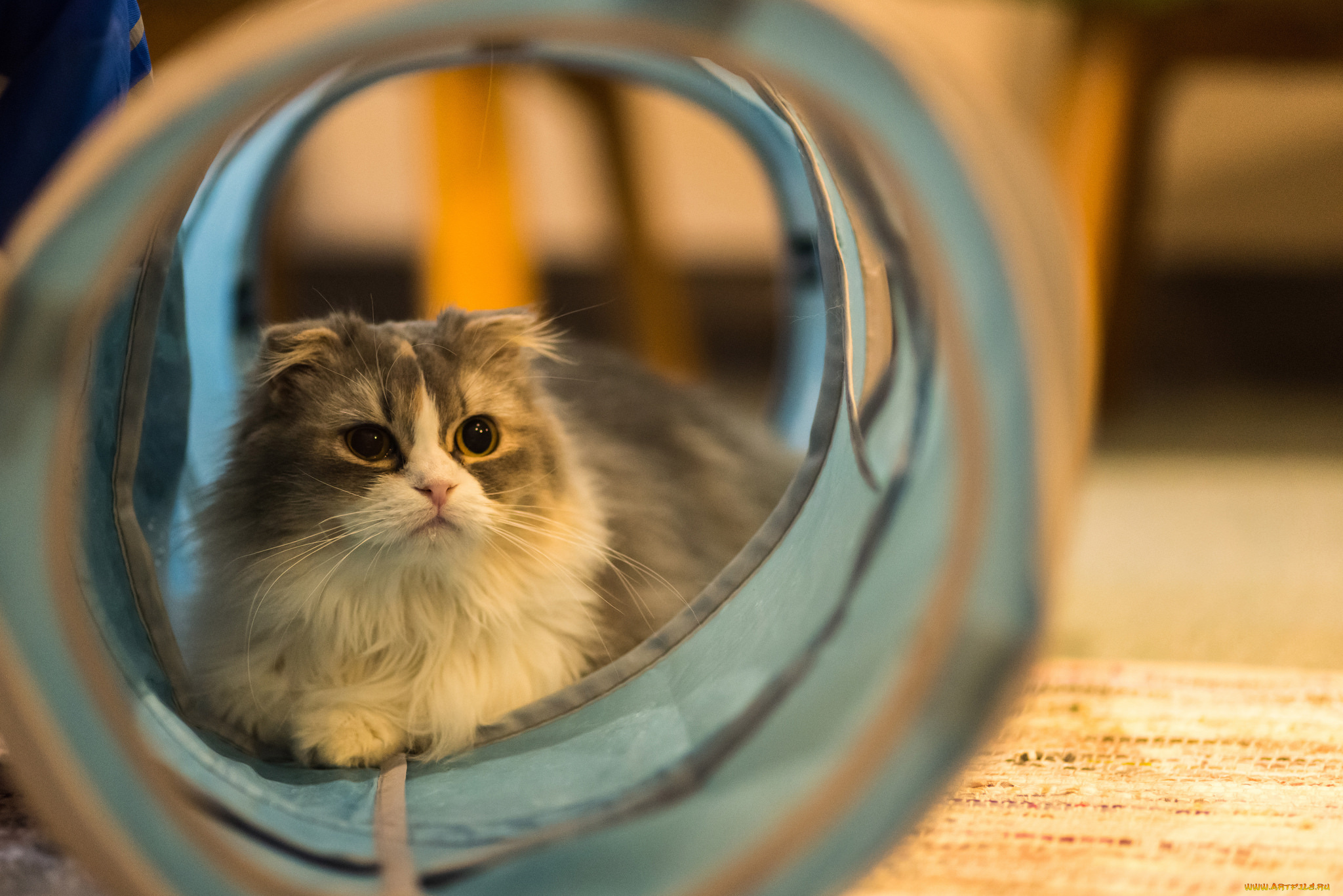 животные, коты, киса