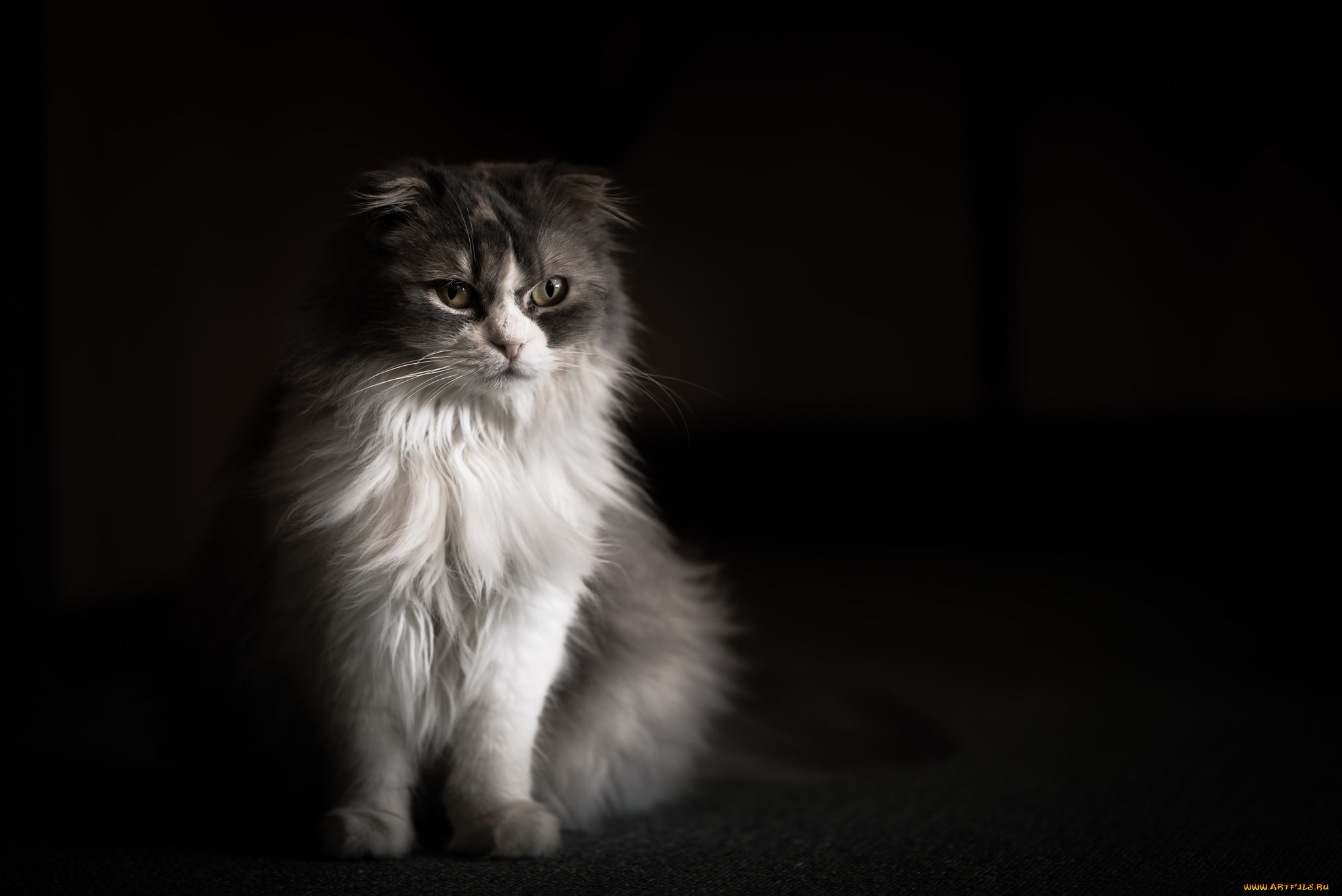 животные, коты, киса