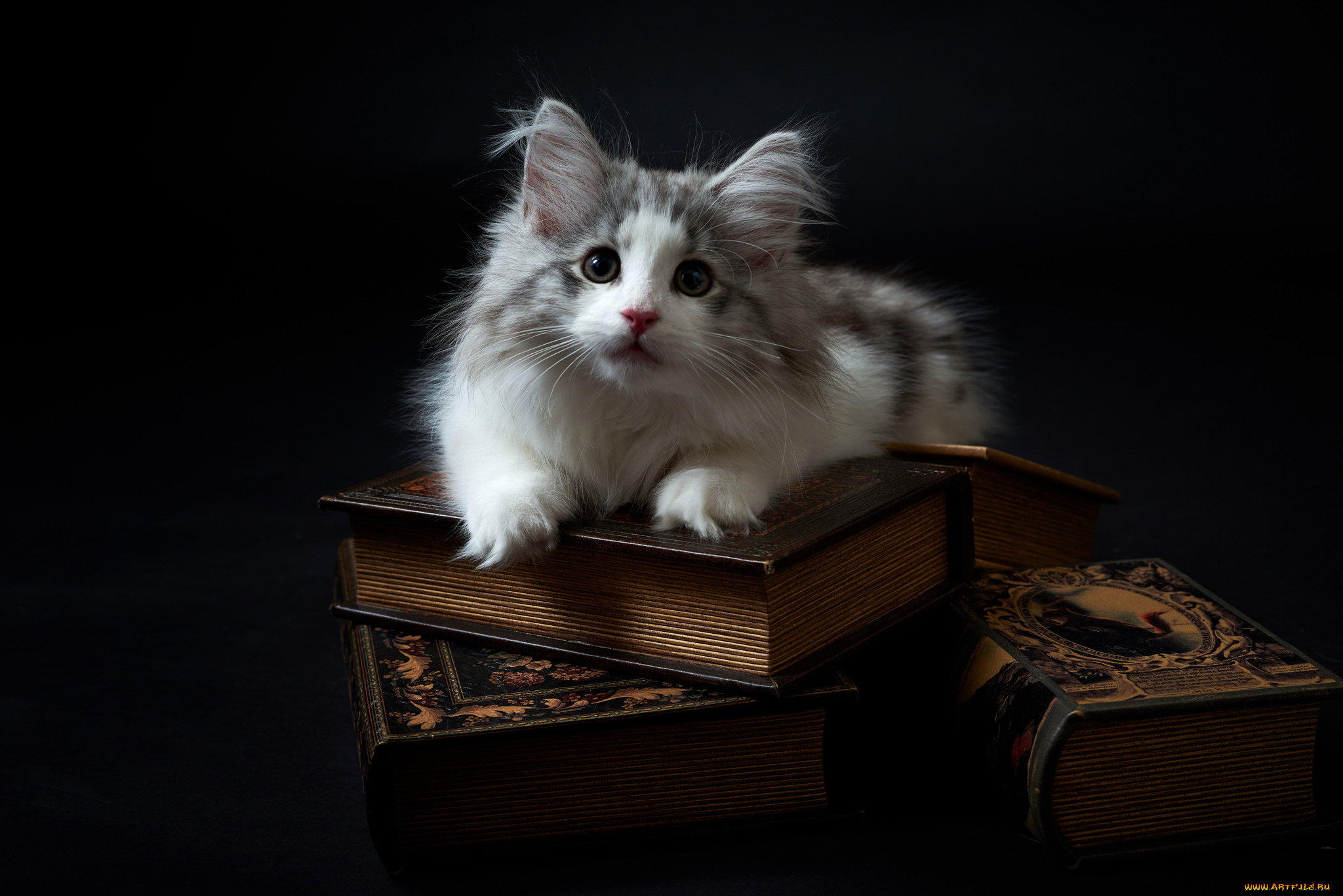 животные, коты, киса