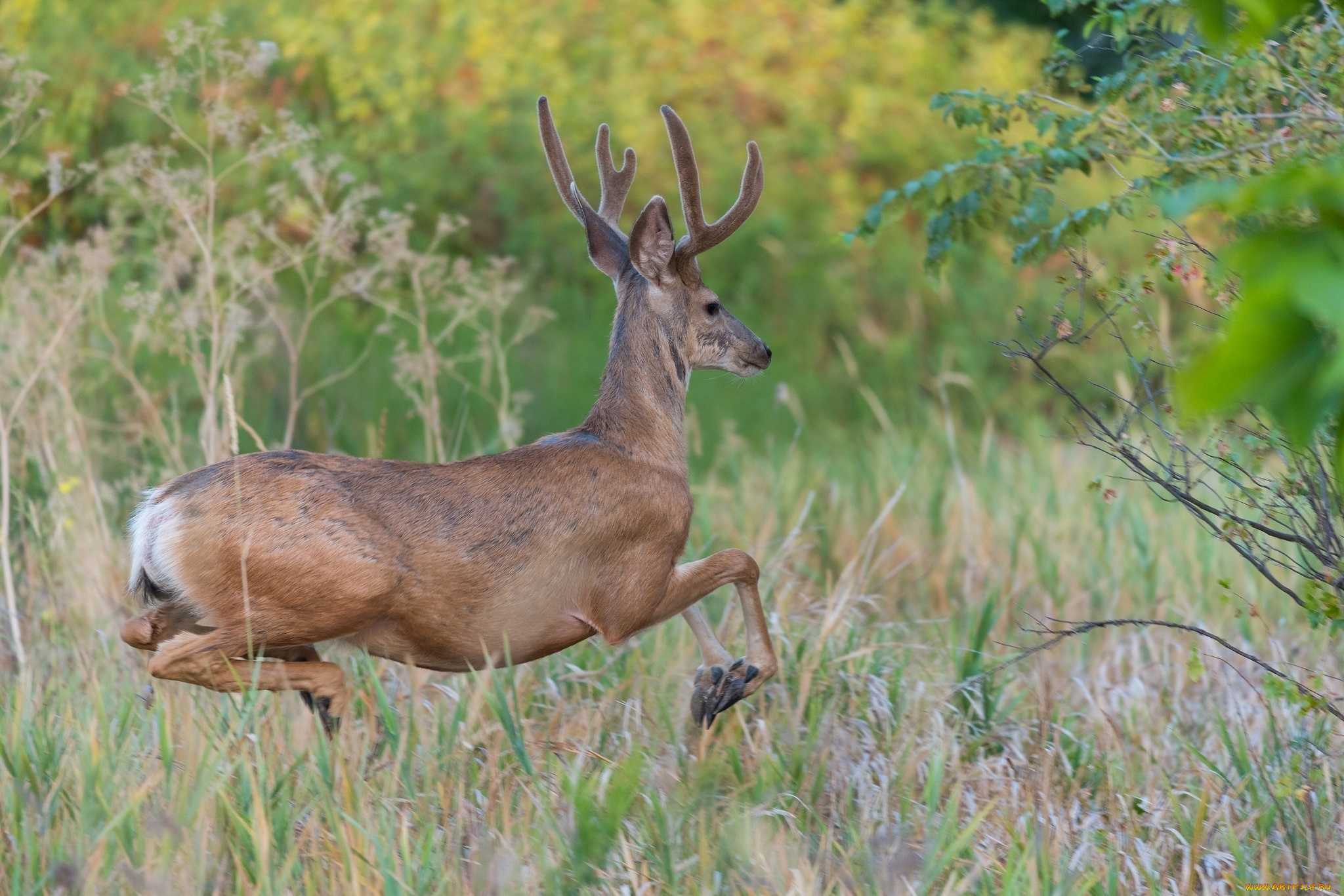 животные, олени, лес, бег, трава, грация, движение