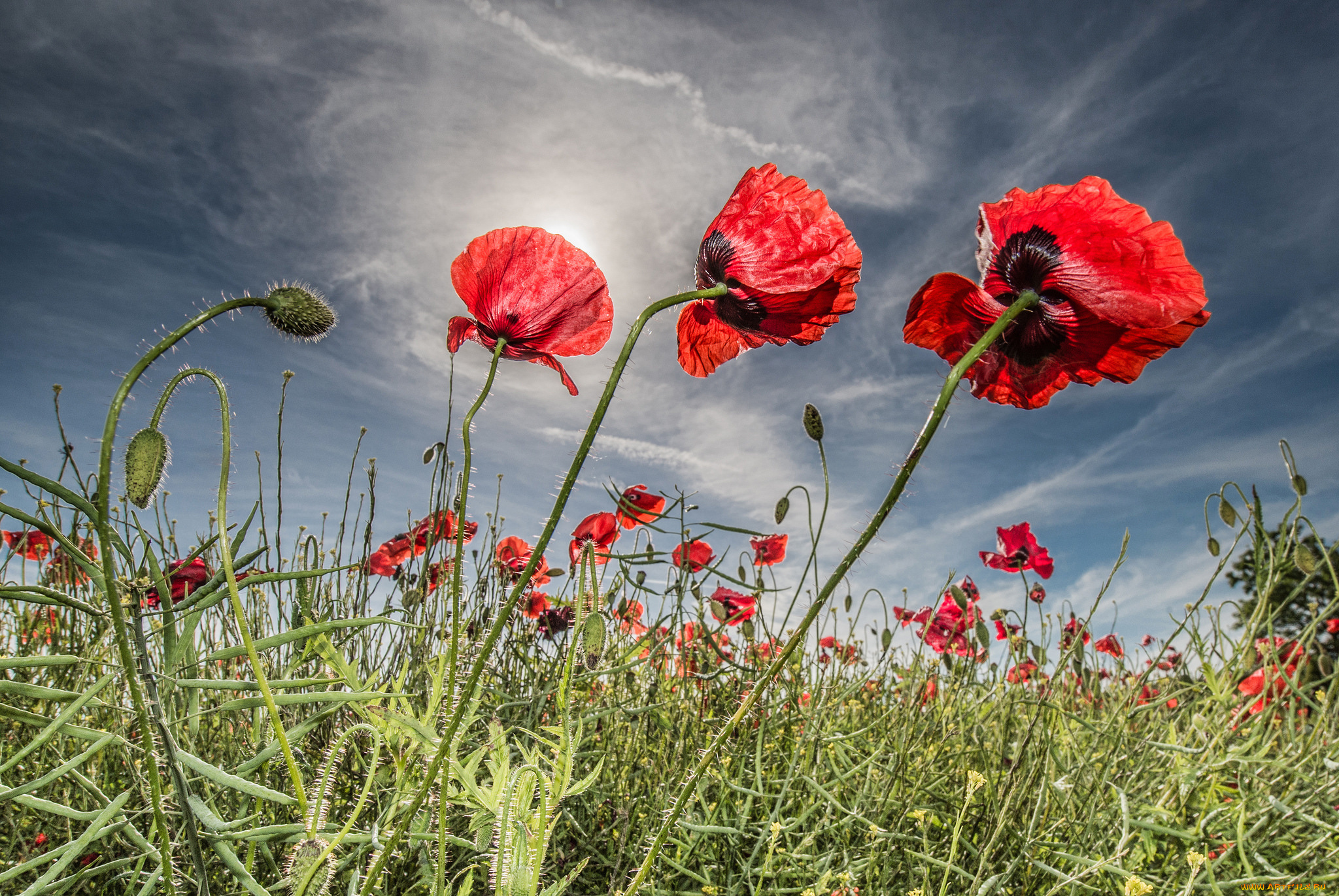 цветы, маки, луг