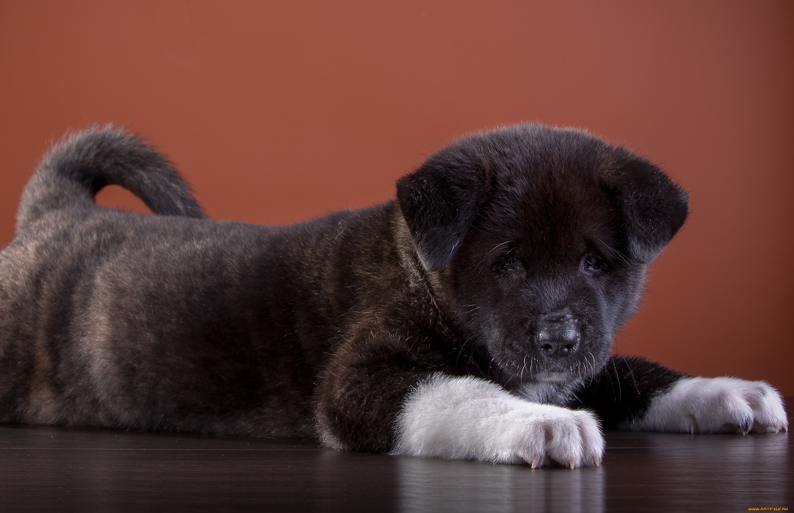 животные, собаки, щенок, акита, американская