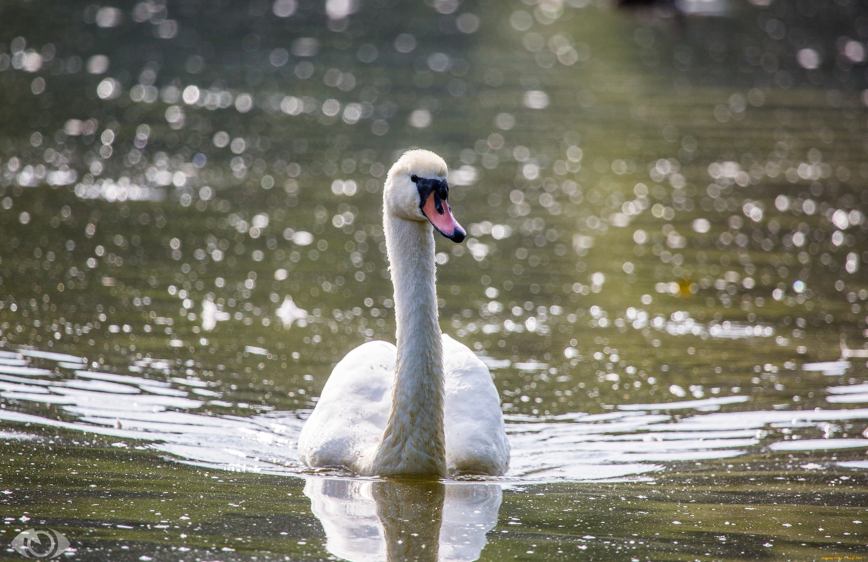 автор, , oliverseitz, животные, лебеди, грация, рябь, шея, водоём