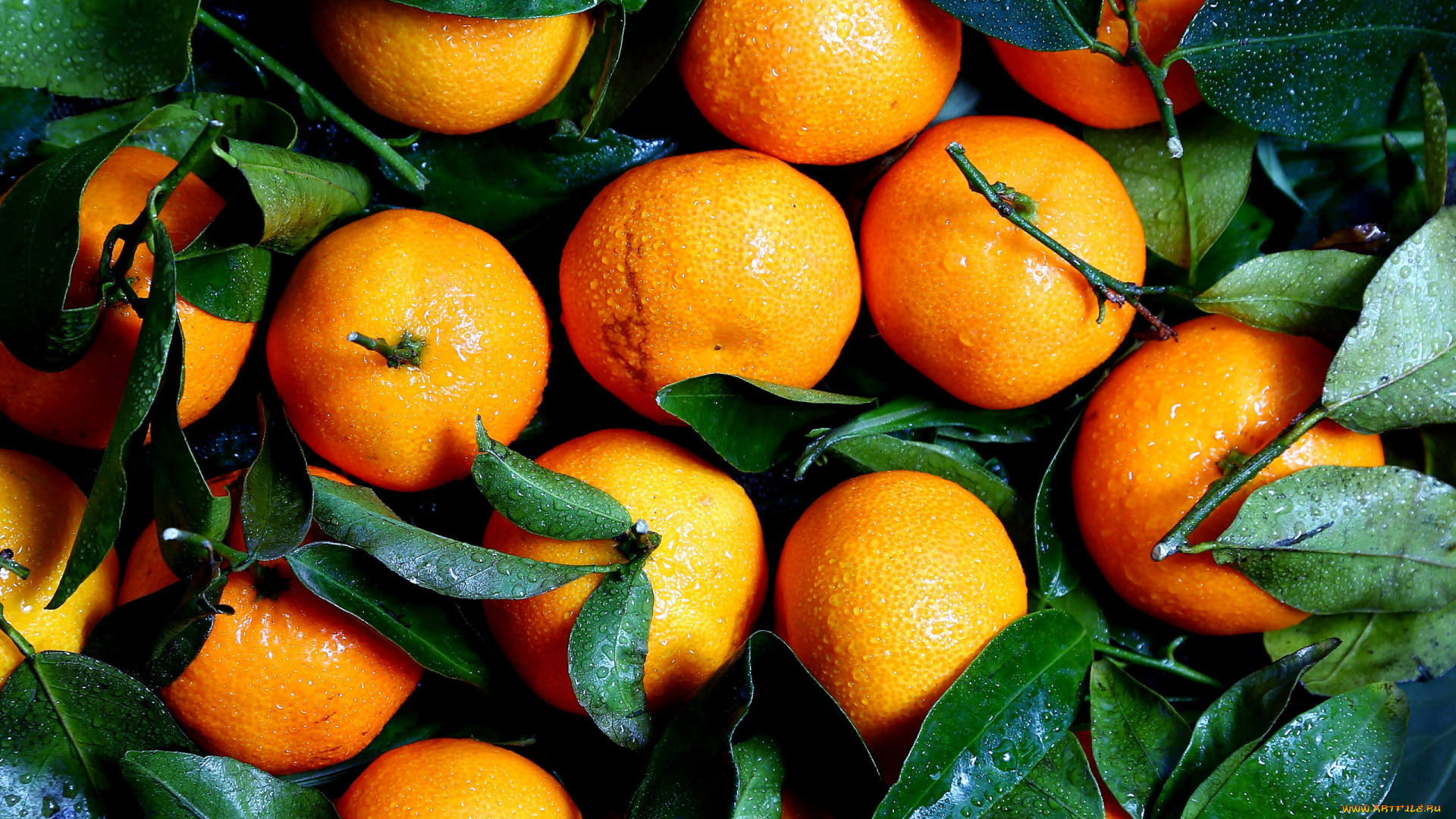 еда, цитрусы, мандарины