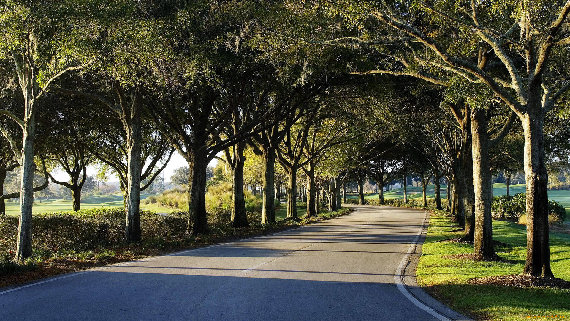 природа, дороги, деревья, шоссе