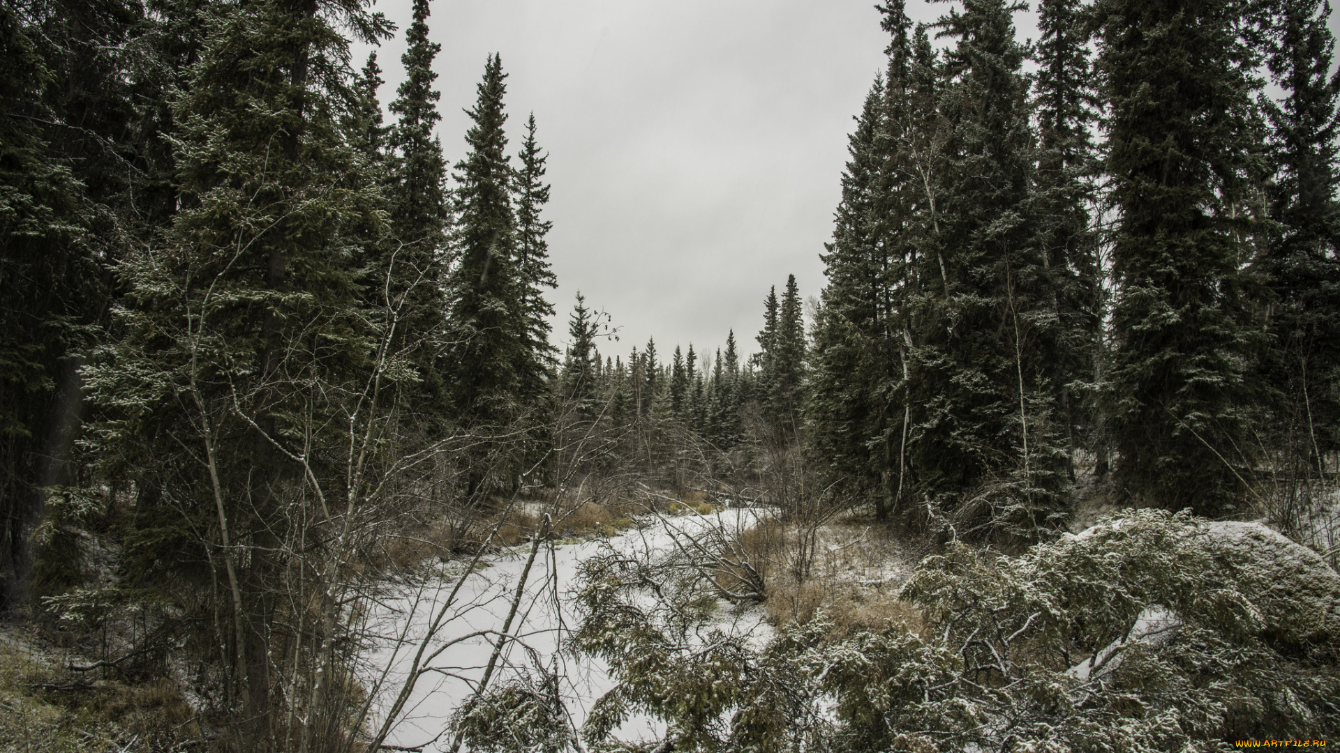 природа, лес, деревья