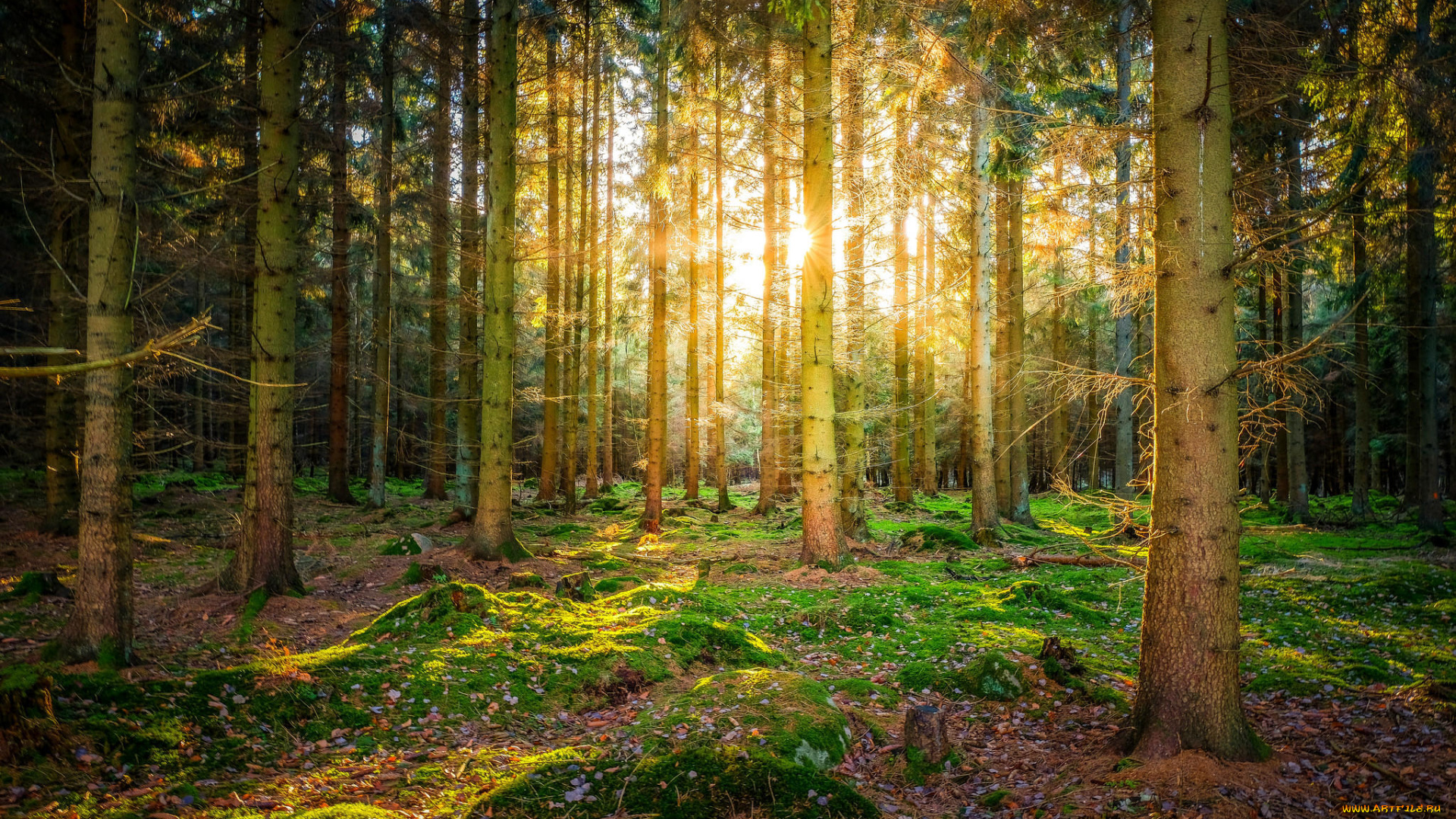 природа, лес, деревья