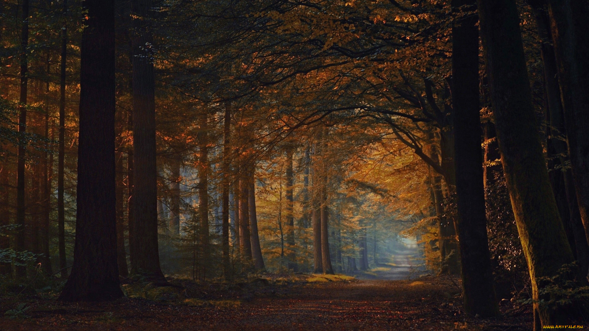 природа, лес, листопад, деревья, дорога, осень