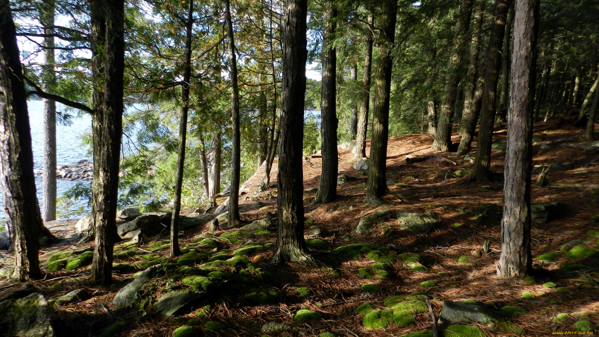 природа, лес, мох, деревья