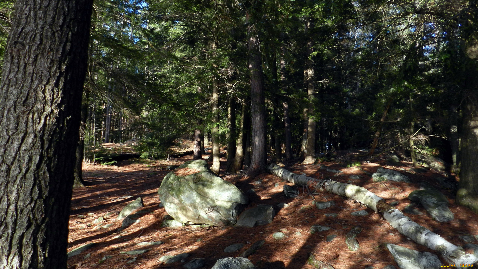 природа, лес, сосны, деревья, камни