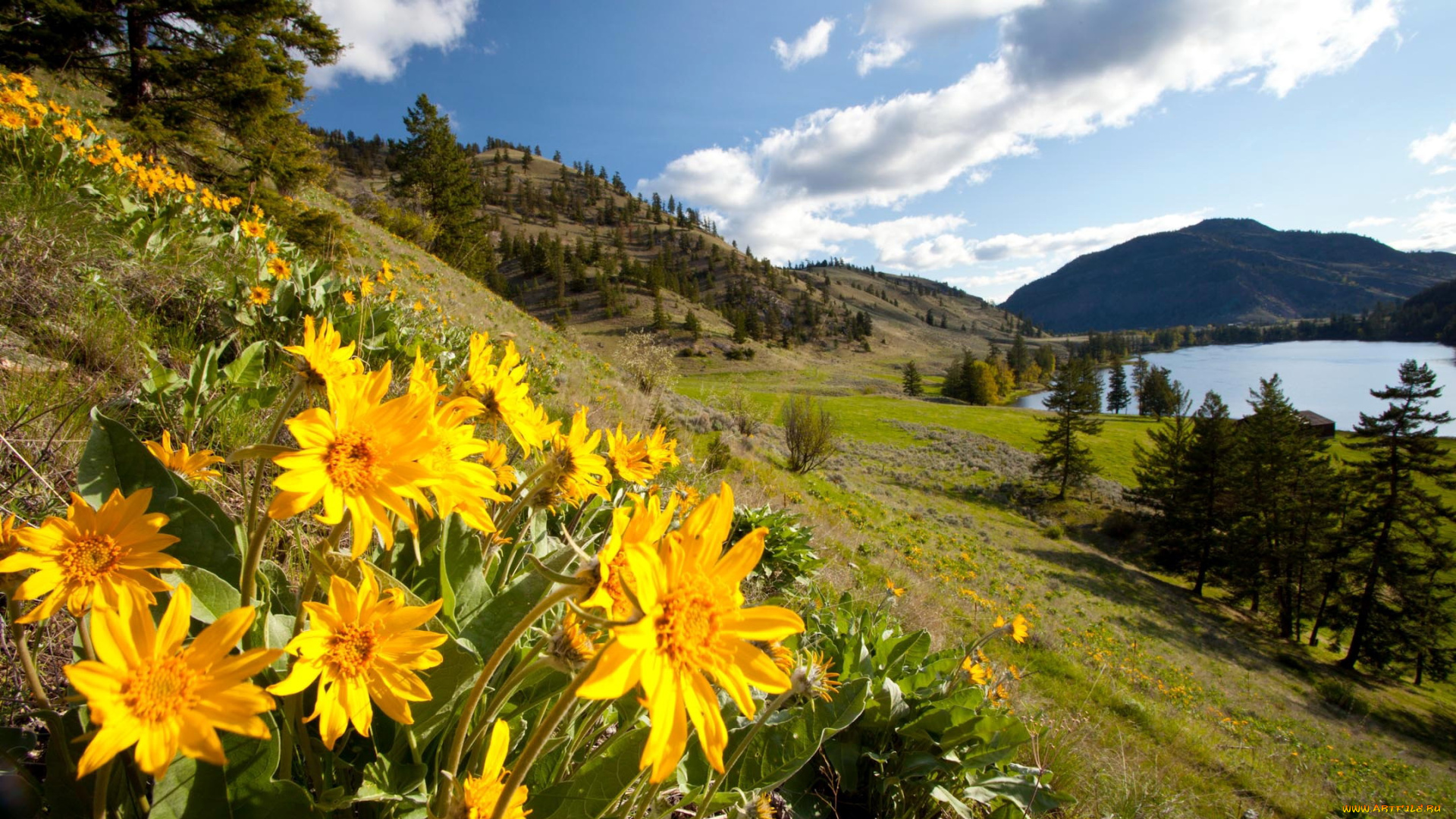 природа, пейзажи, цветы, деревья, озеро, горы
