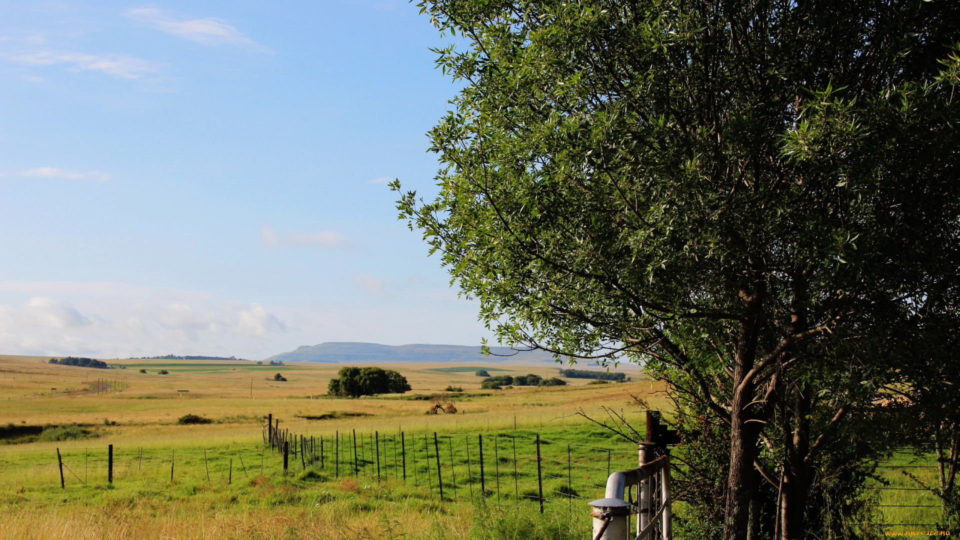 природа, поля, деревья, изгородь